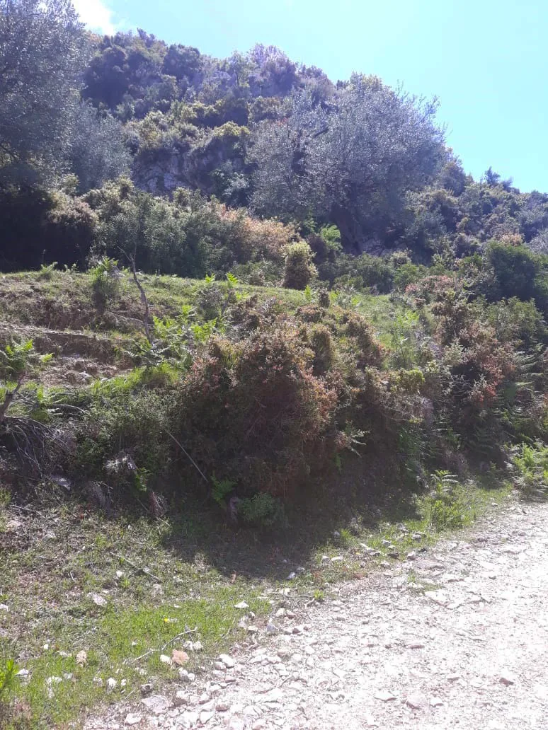 Shitet tokë bujqësore në fshatin piqeras,sarandë
