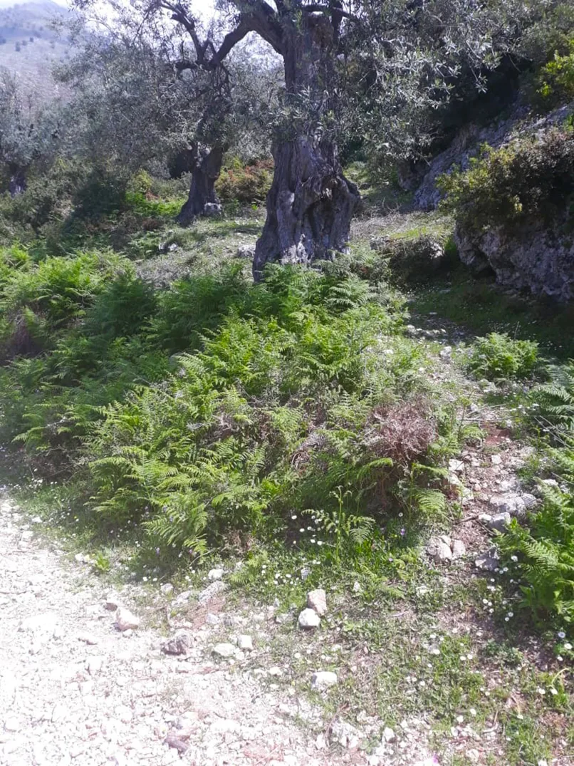 Shitet tokë bujqësore në fshatin piqeras,sarandë