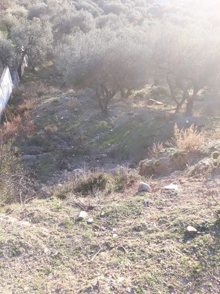 Shitet tokë ullishte në fshatin borsh, himarë