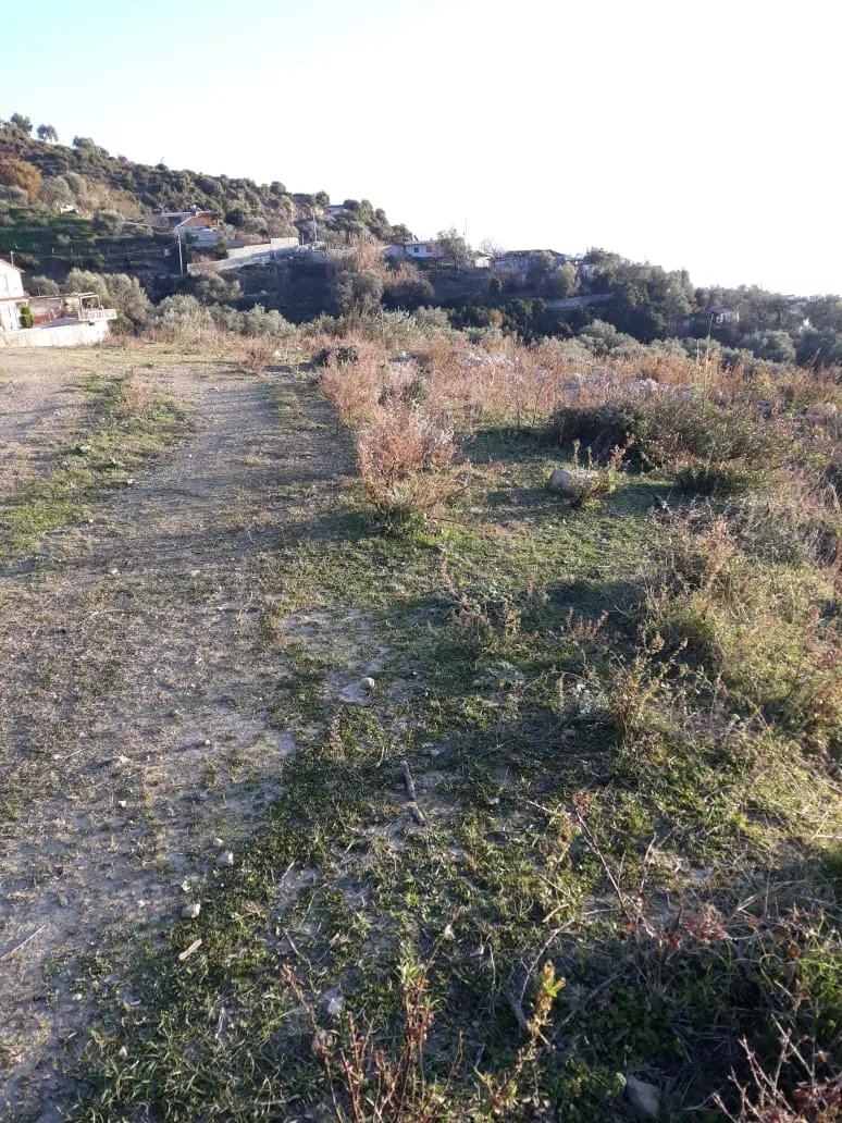 Shitet tokë ullishte në fshatin borsh, himarë