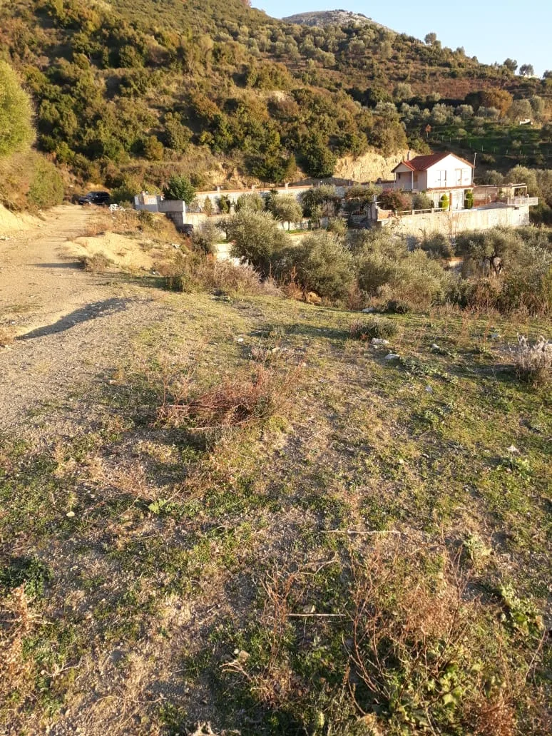 Shitet tokë ullishte në fshatin borsh, himarë