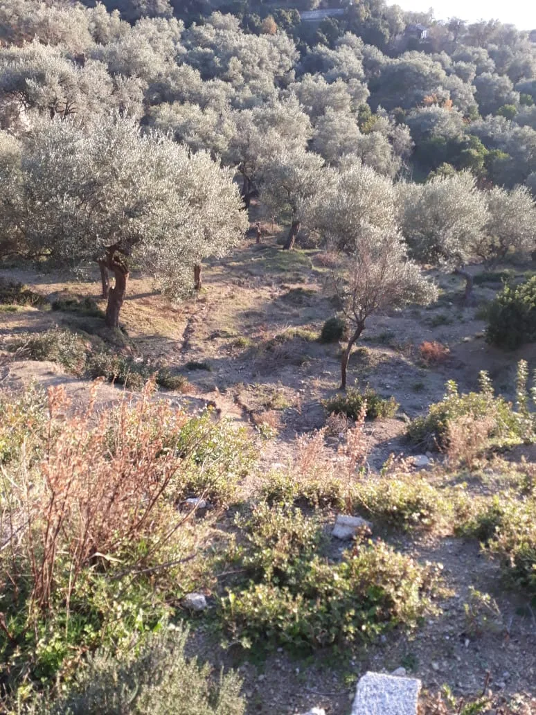 Shitet tokë ullishte në fshatin borsh, himarë