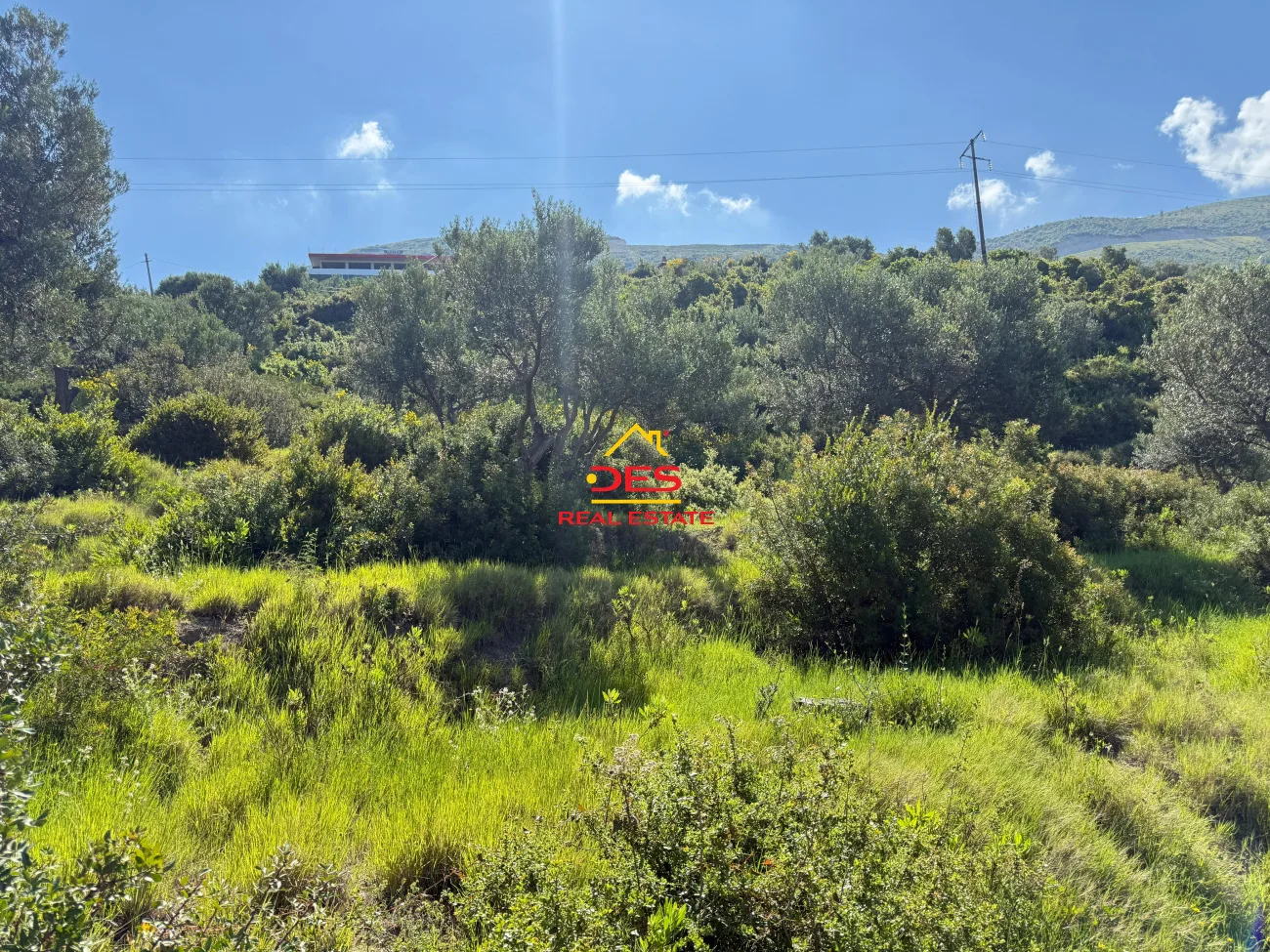 Shitet tokë – ullishte mbi rrapin, vlorë