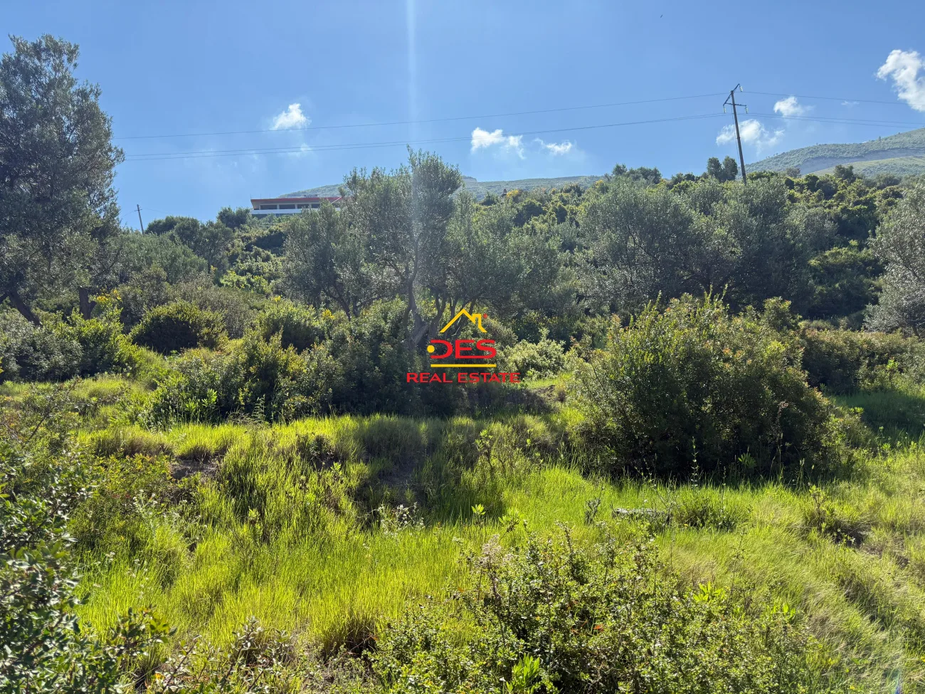 Shitet tokë – ullishte mbi rrapin, vlorë