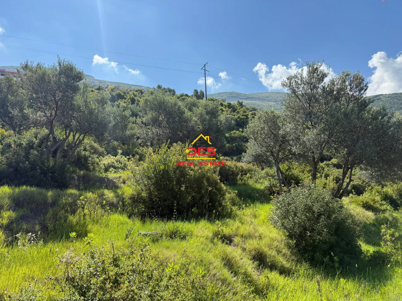 Shitet tokë – ullishte mbi rrapin, vlorë