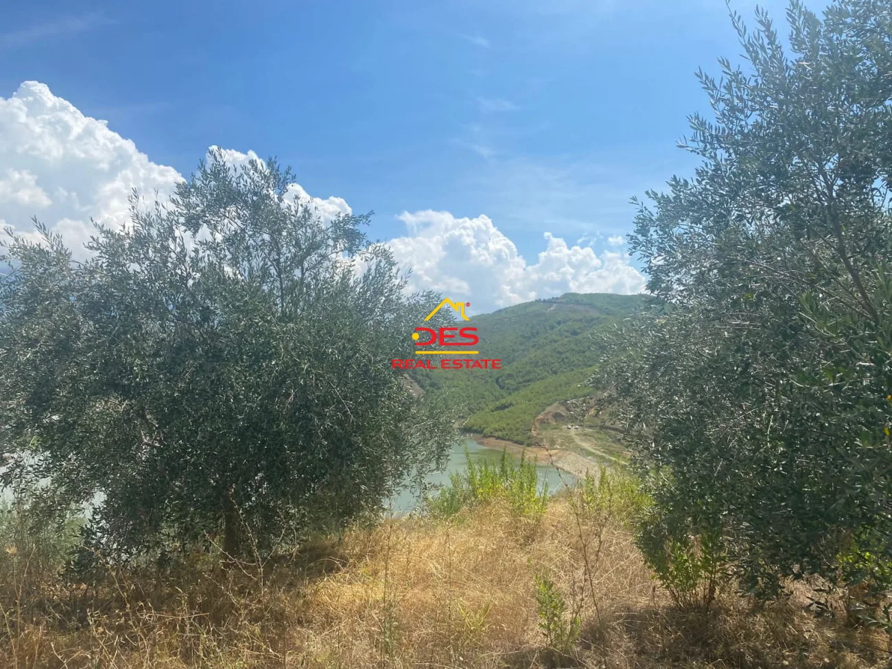 Shitet tokë ullishtë në tregan, elbasan.