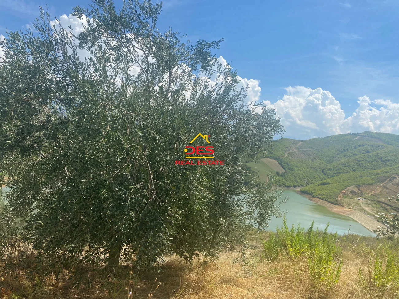 Shitet tokë ullishtë në tregan, elbasan.