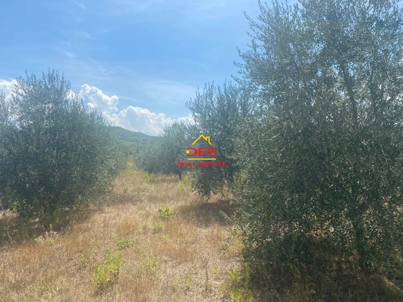Shitet tokë ullishtë në tregan, elbasan.