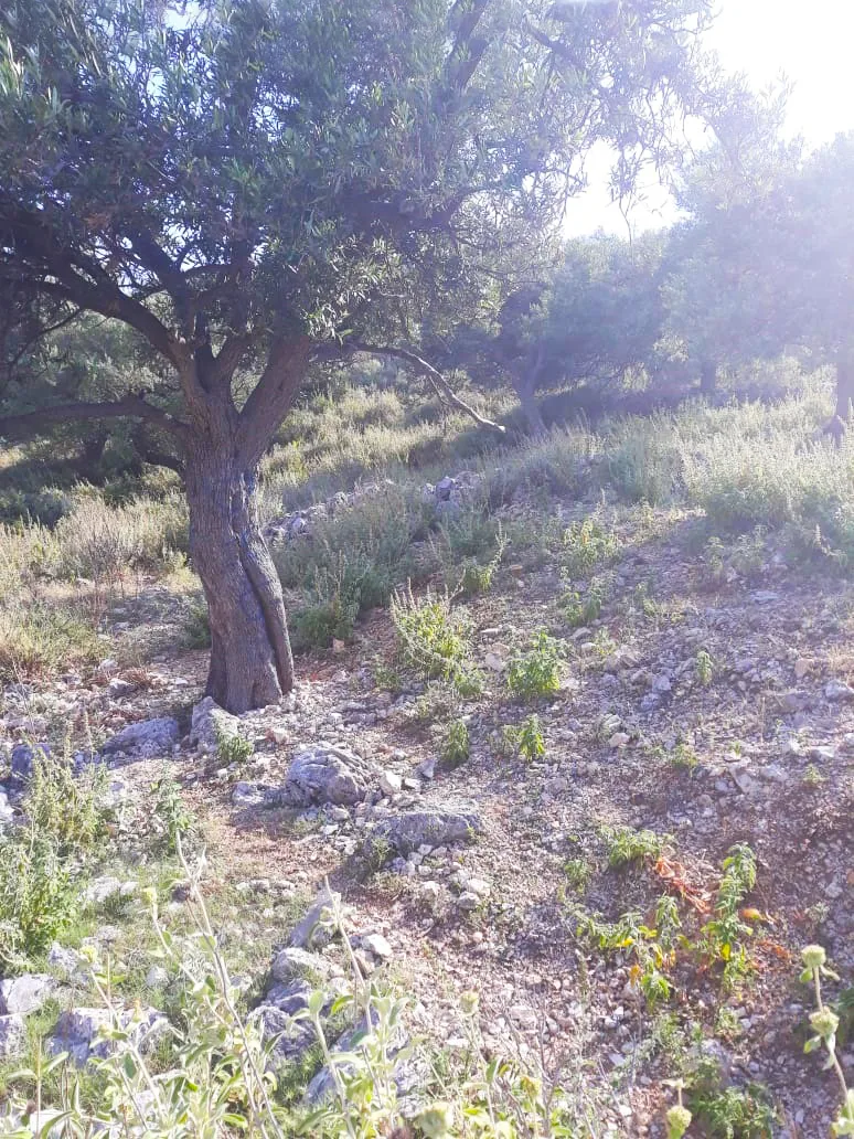 Shitet tokë bujqësore në fshatin qeparo, himarë