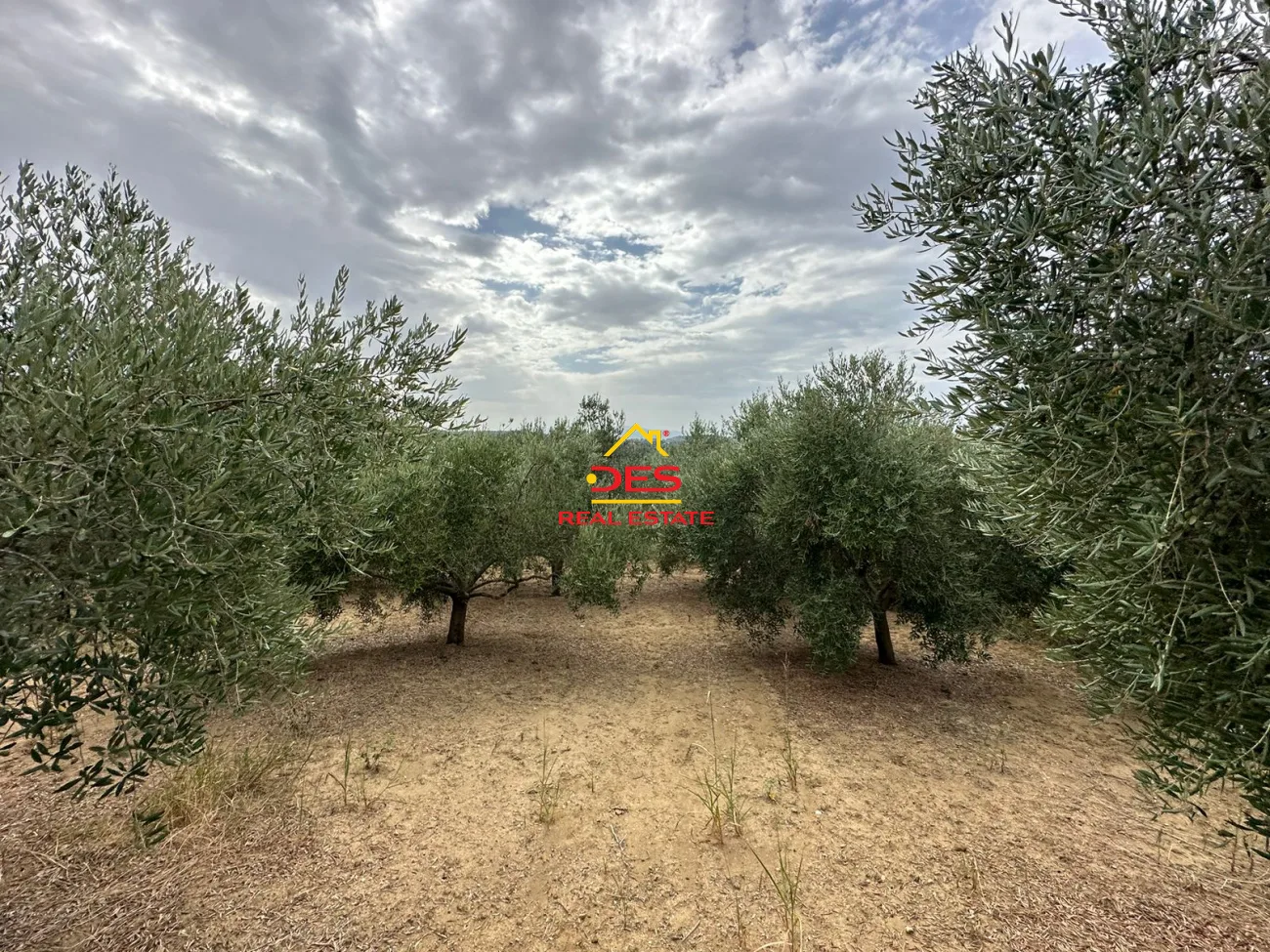 Shitet tokë – ullishte pranë panajas,vlorë.