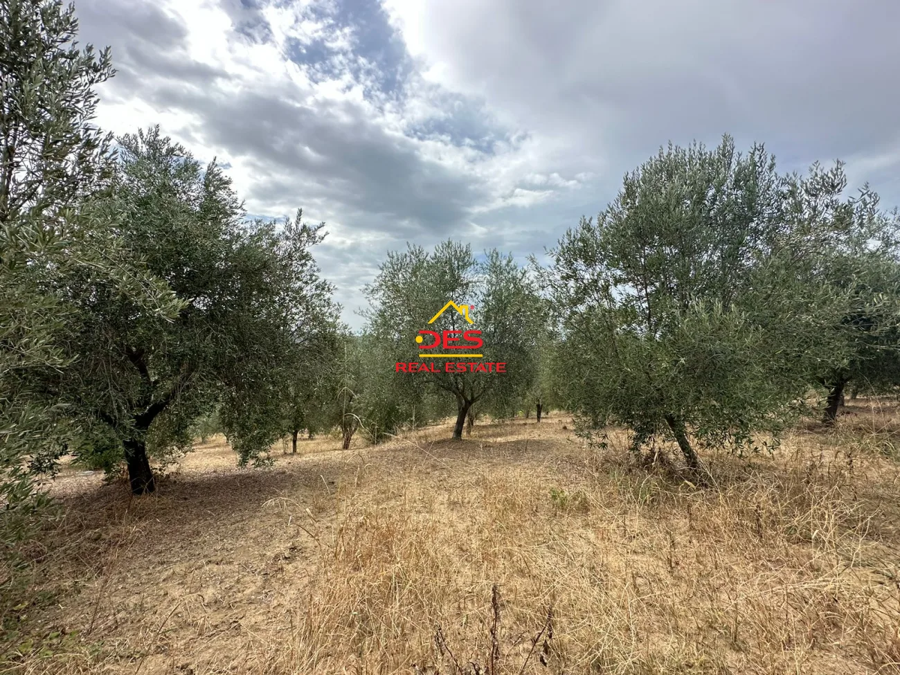 Shitet tokë – ullishte pranë panajas,vlorë.