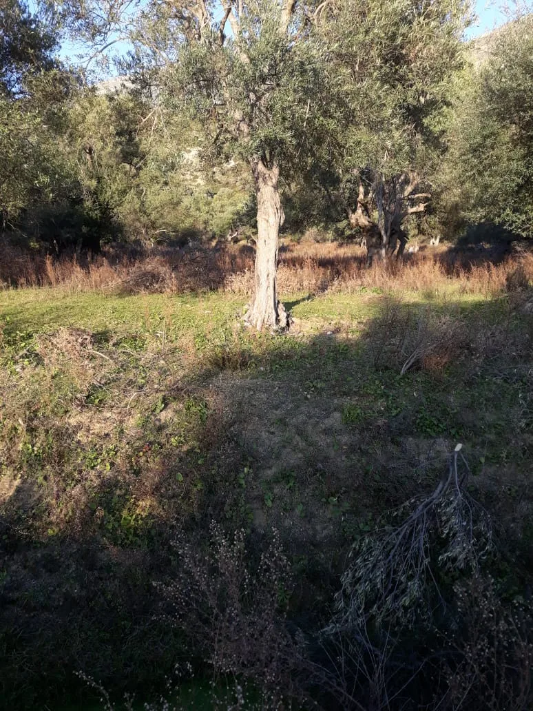 Shitet ullishte në fshatin borsh, himarë
