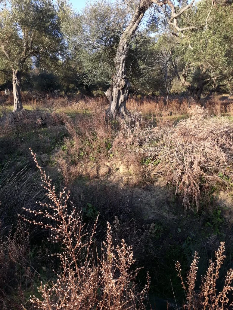 Shitet ullishte në fshatin borsh, himarë