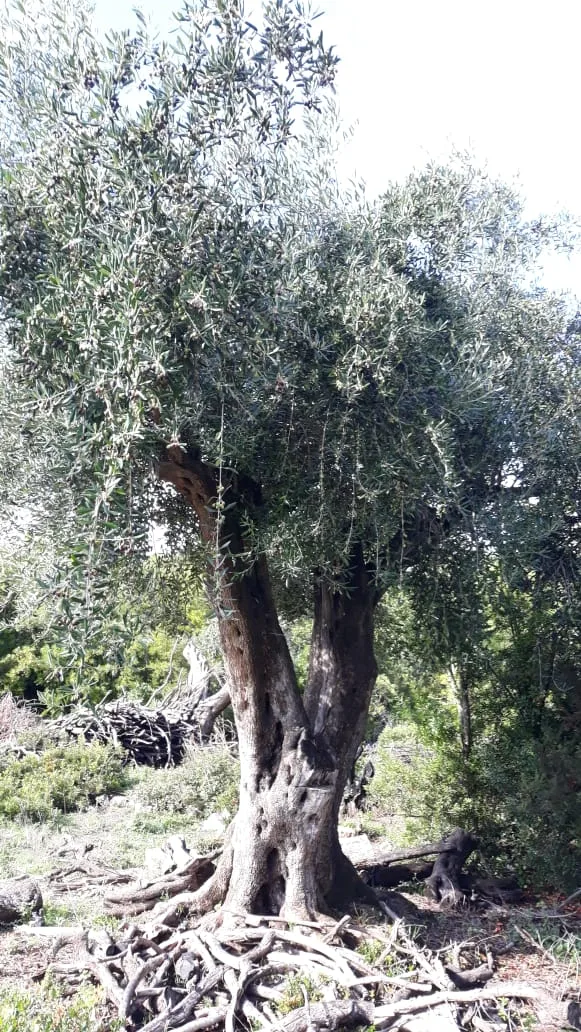 Shitet tokë arë afër plazhit të jalit vuno, himarë