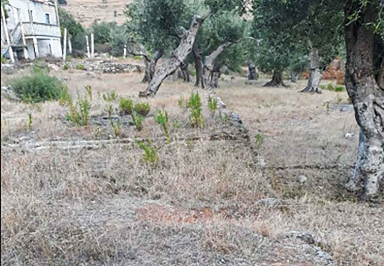 Shitet tokë bujqësore në himarë