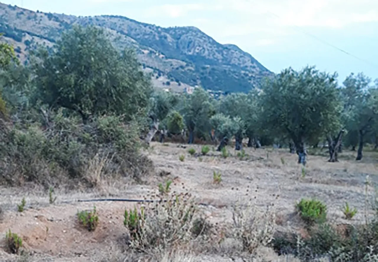 Shitet tokë bujqësore në himarë