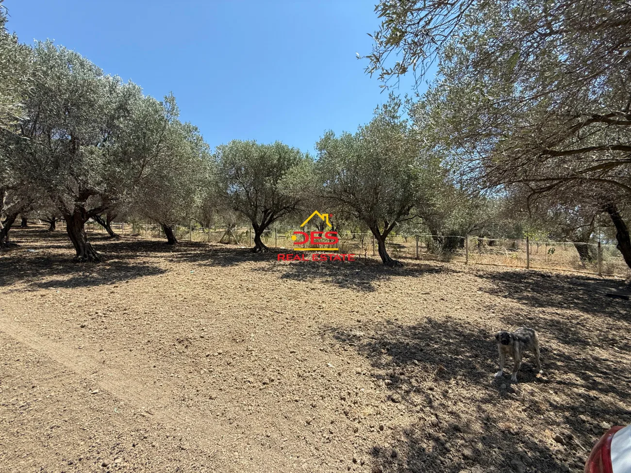 Shitet tokë – ullishte në panaja, vlorë