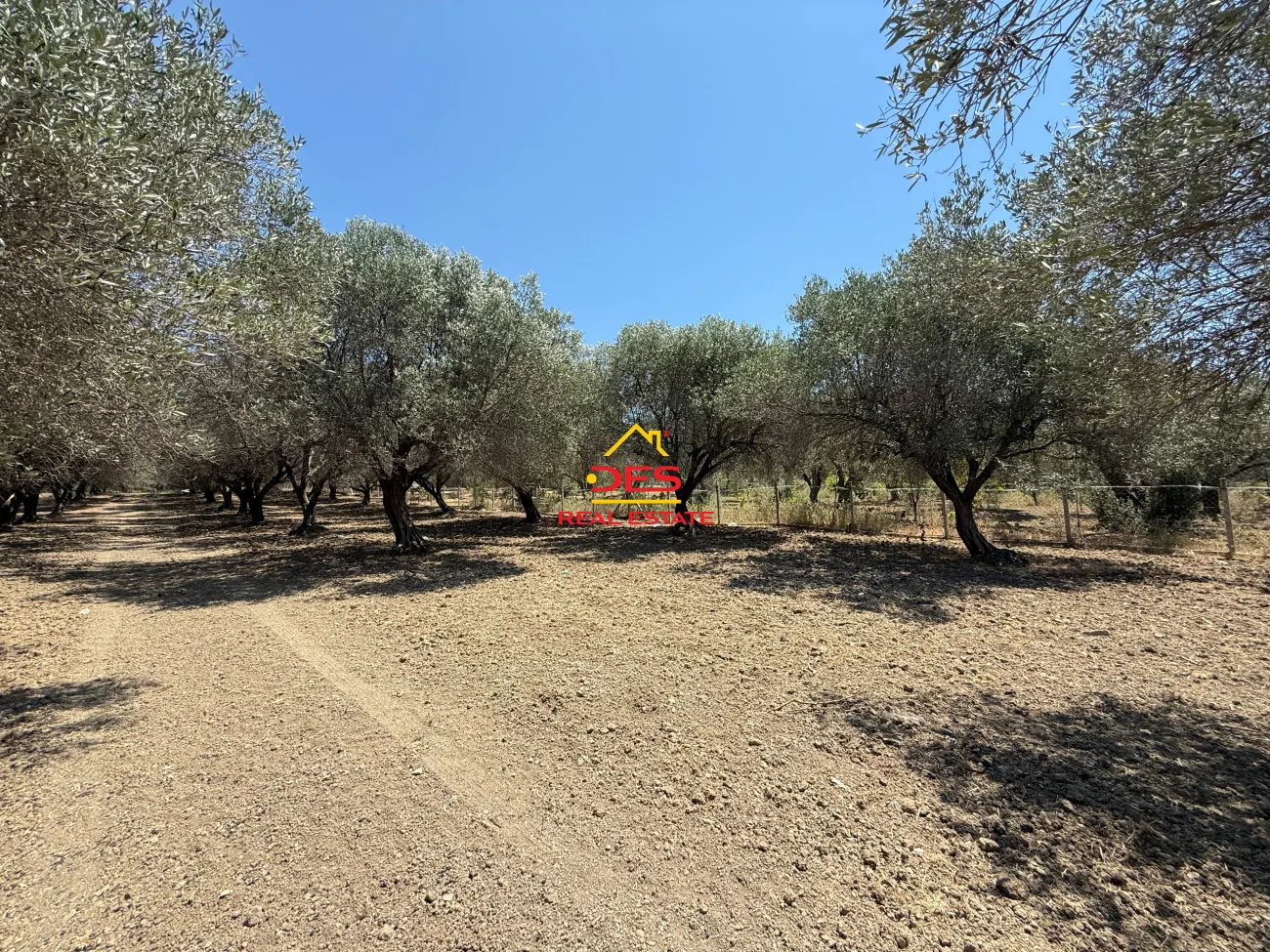 Shitet tokë – ullishte në panaja, vlorë