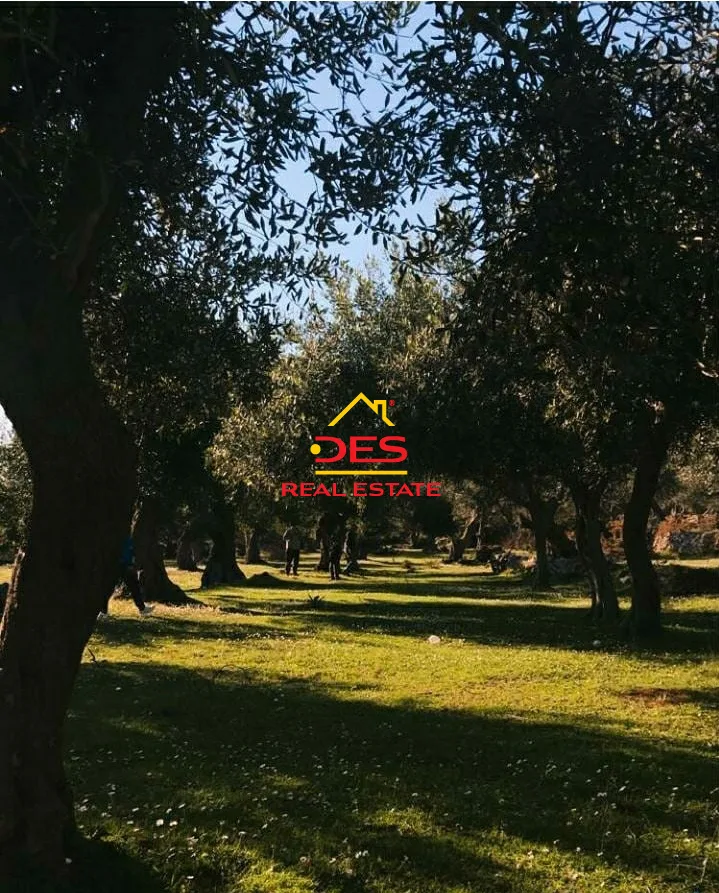 Shitet tokë – ullishte në dhërmi.
