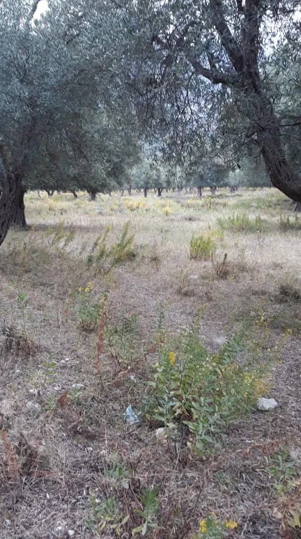Shitet pemtore + ullishte në fshatin borsh, himarë