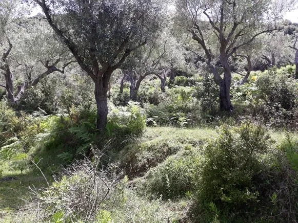 Shiten 1800m2 truall në fshatin sasaj, himarë
