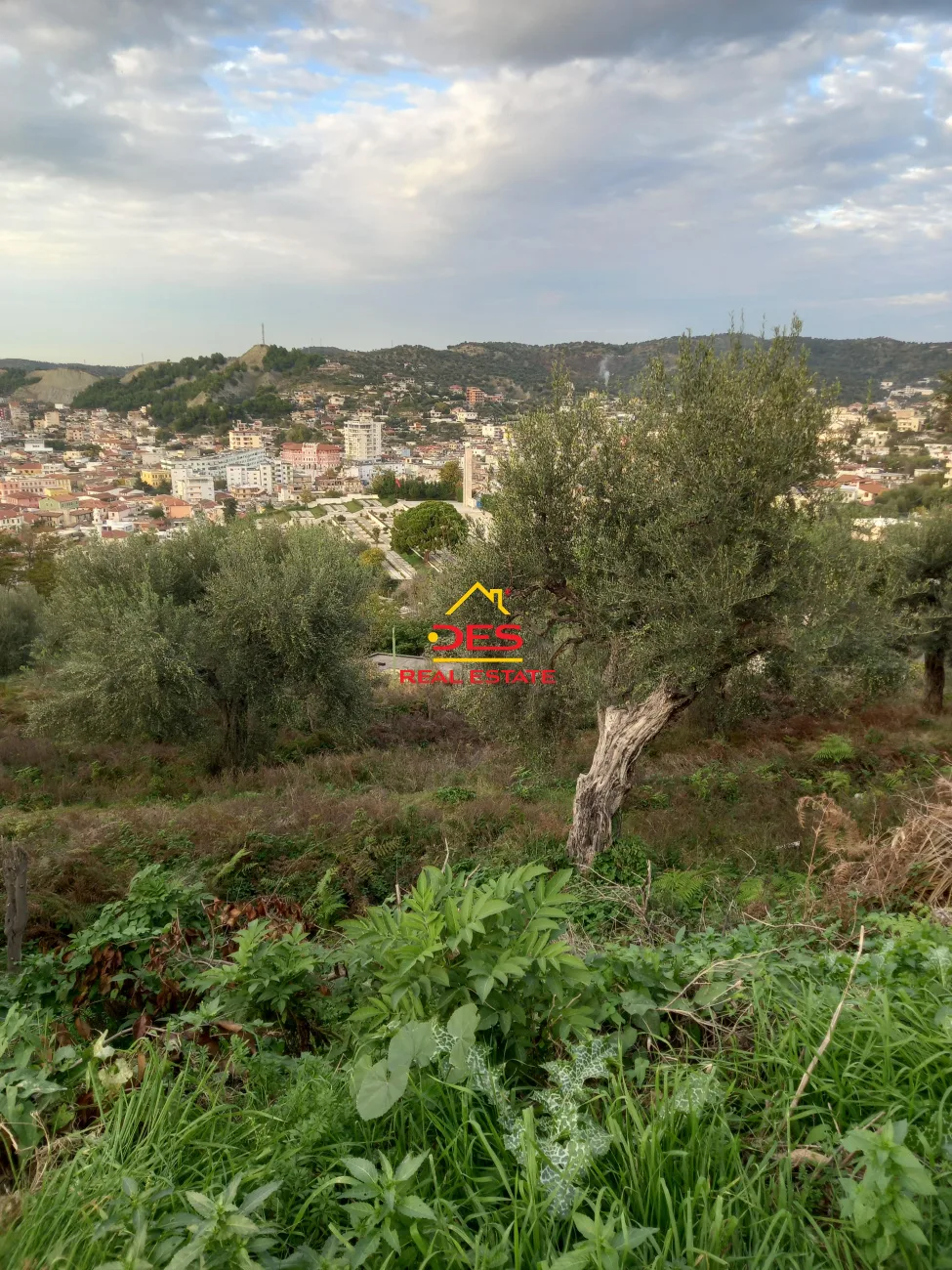 Shitet tokë – ullishte në kuzum baba, vlorë