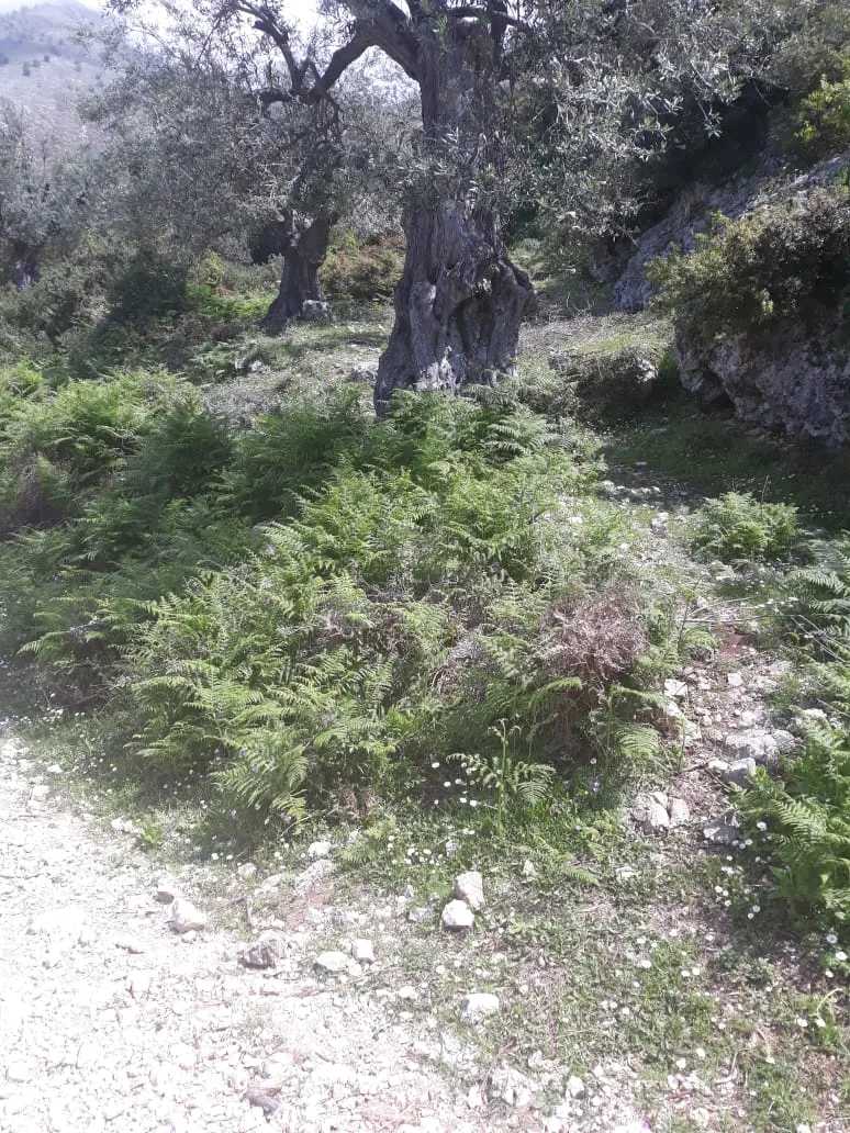 Shitet tokë bujqësore në fshatin piqeras, himarë