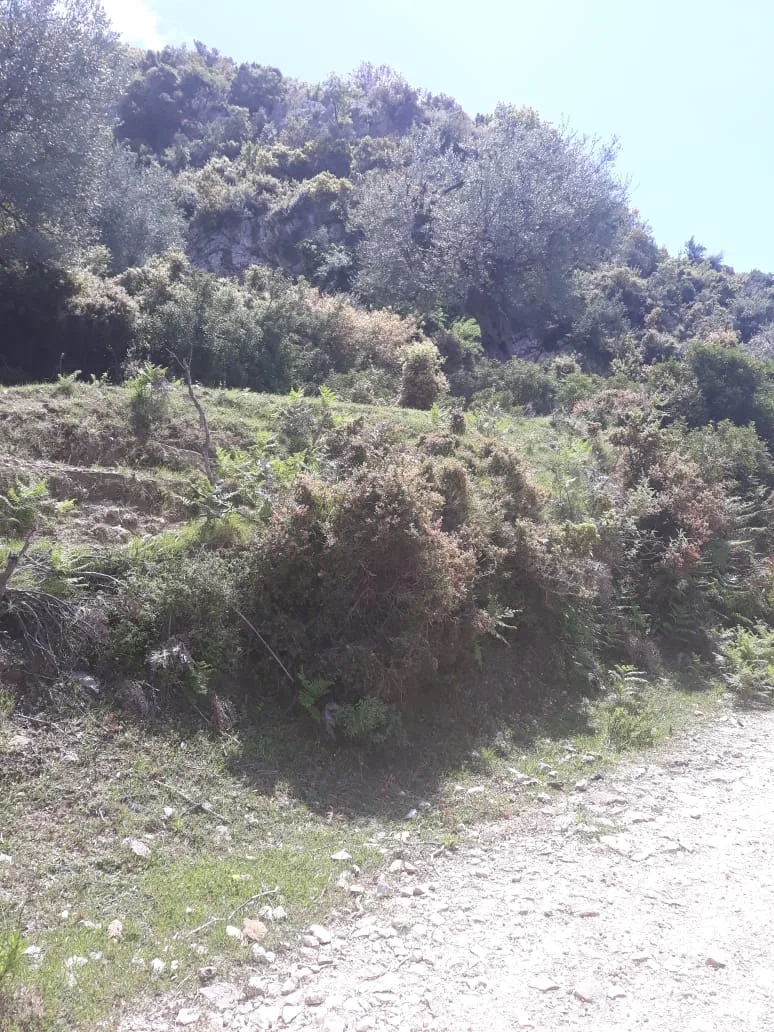 Shitet tokë bujqësore në fshatin piqeras, himarë