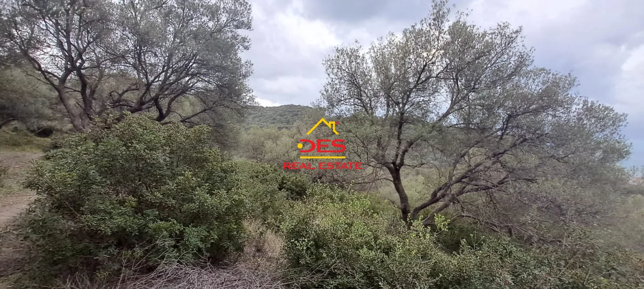 Shitet tokë – ullishte në lungomare kodër,vlorë.